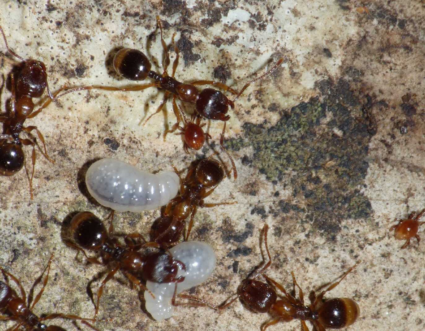 Formiche (Myrmica sp.) parassitate da acari